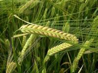 Семена пшеницы Агат донской