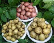 Семена картофеля Эльмундо