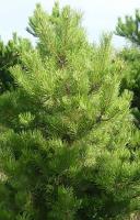 Саженцы Сосна горная Мугус, Pinus mugo var. mughus