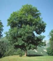 Кустарник лиственной породы Ясень обыкновенный