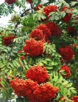 Саженцы Рябины мучнистой Sorbus aria Magnifica, Subtomentosa