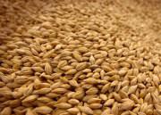 Зерна пшеницы 3,4 класс