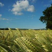пшеница яровая Сударыня эс,РС1