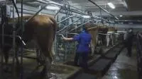 Стрительство молочной фермы
