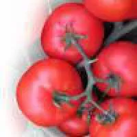 Семена томатов ВИРТА F1