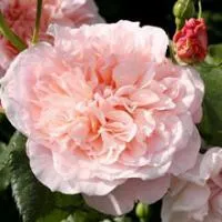 Саженцы розы Роз де Толбиак