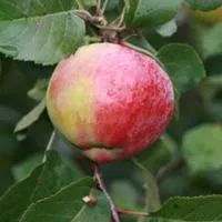 Саженцы яблони Первоуральская