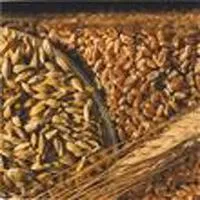 Семена пшеницы Скипетр РС1