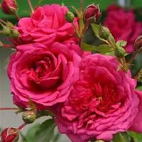 Саженцы розы Лагуна