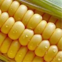 Семена кукурузы ПР39Г83