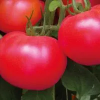 Семена томатов CA-115 F1