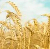 Пшеница, 3 класс, в больших объема