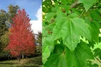 Саженцы Клен красный Acer rubrum