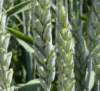 Семена пшеницы озимой Алексеич