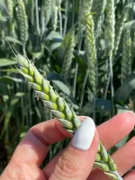 Семена пшеницы озимой Акапелла