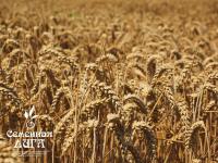 Семена пшеницы яровой мягкая Омская 36