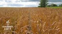 Семена пшеницы яровой мягкая Ирень