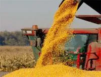 Оптовая продажа Пшеница 3 класса мягких сортов с клейковиной от 23 до 25%