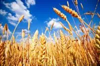 Оптовая продажа пшеницы 5 класса фуражная
