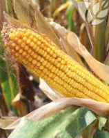 Семена гибридов кукурузы Ладожский 301 МВ
