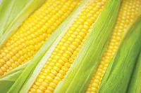 Семена кукурузы ИР-180, IR AGRO