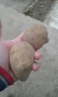 Картофель 0.28 руб/кг