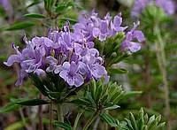 Зизифора - редкое пряное и лекарственное растение