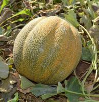 Семена дыни Эфиопка (500 грамм)