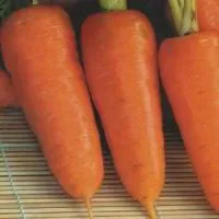 Семена моркови Курода Шантанэ