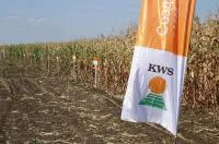 Гибриды кукурузы - КВС (KWS)