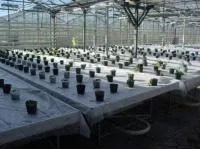 Многофункциональный комплекс для выращивания рассады овощных культур
