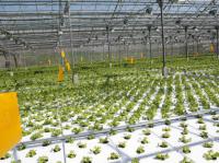 Гидропонно-стеллажная установка для выращивания салата и зеленых культур УГС 1