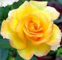 Роза Golden Medaillon