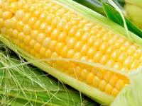 Гибрид кукурузы ЛГ 3258