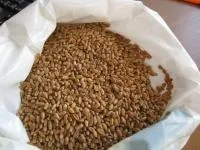 Семена пшеницы яровой Экада 109