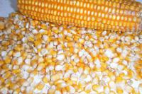 Семена кукурузы (производство Кабардино-Балкария)