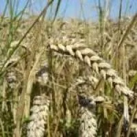 Пшеница озимая Куяльник элита