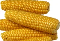 Cемена кукурузы Росс 199 МВ