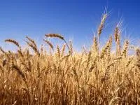Семена пшеницы озимой Мера суперэлита