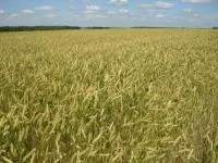 Семена пшеницы Поэма суперэлита