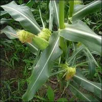 Семена кукурузы Машук