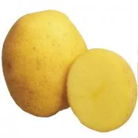 Продовольственный картофель Винета