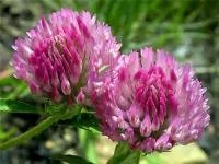 Семена клевера красного или лугового (Trifolium pratense)