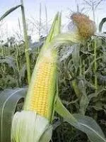 Семена кукурузы ЗПСК 434