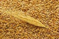 Семена пшеницы Мера элита