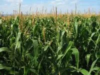 Семена кукурузы Краснодарский 194 МВ
