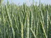 Семена пшеницы сорт Ирень категории ЭС, РС1