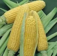 Cемена кукурузы Росс 140 СВ