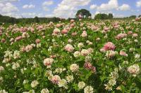 Клевер (розовый) гибридный (Trifolium hybridum)