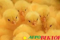 Бройлерные цыплята Кобб-500 (март-июнь)